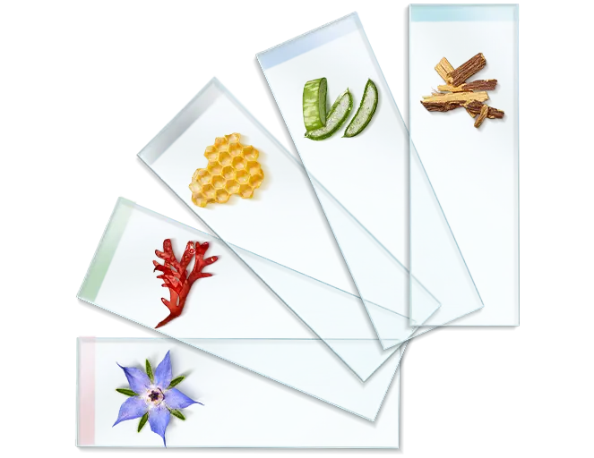 Sechs Glasplatten mit Borretschblüte, rotem Algenextrakt, Bienenwabe, Aloe Vera, Süßholz und Holzstücken auf weißem Hinter...