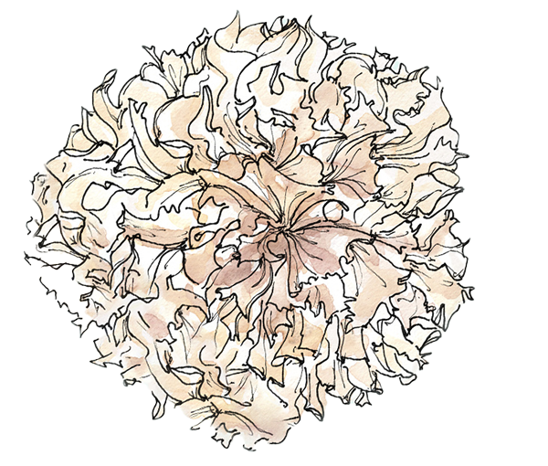 Aquarellzeichnung einer großen, runden Blüte mit vielen zarten, beige- und braunfarbenen Blättern auf hellem Hintergrund