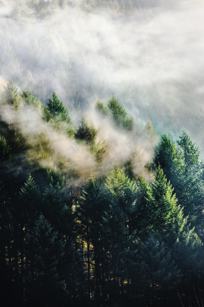 Nebel zieht durch dichten Nadelwald mit Sonnenlicht und Schatten im Schwarzwald