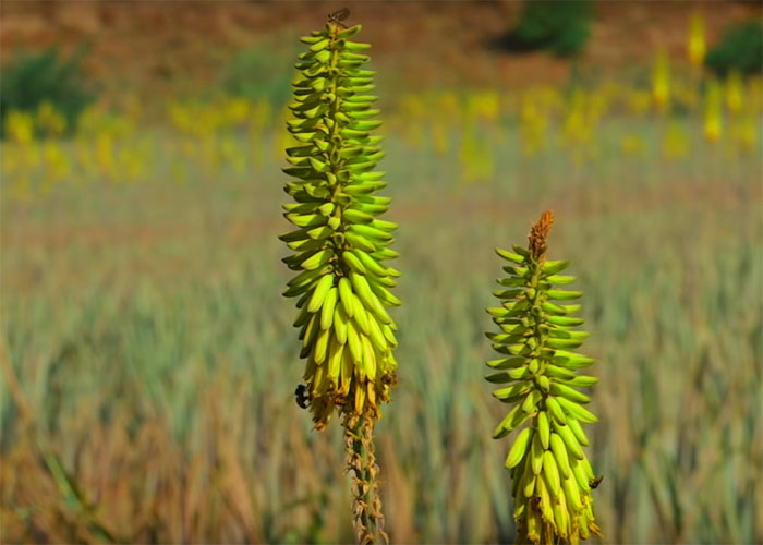 Zwei grüne Aloe-Vera-Blütenstände vor unscharfem Feld mit weiteren Pflanzen im Hintergrund