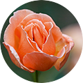 Nahaufnahme einer geöffneten orangefarbenen Rose mit Tau auf den Blütenblättern vor unscharfem grünem Hintergrund