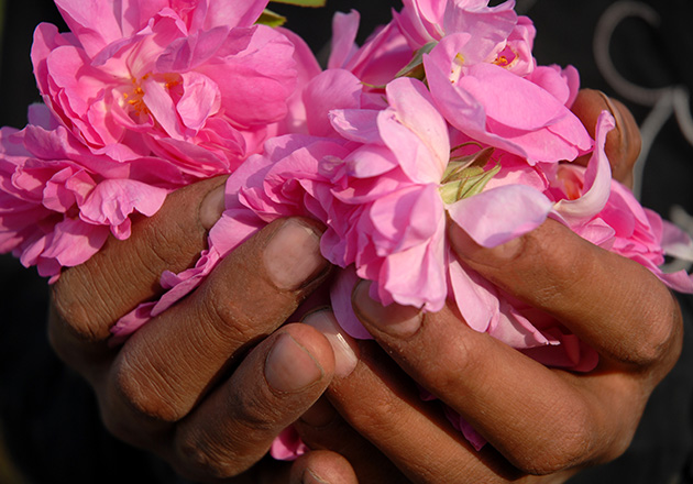 Hände halten mehrere große, rosa Blüten mit vielen Blütenblättern, Nahaufnahme bei Tageslicht