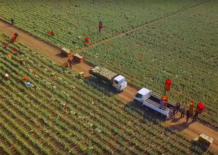 Aloe-Vera-Felder in Guatemala mit Erntearbeitern und zwei Lastwagen auf einem Feldweg