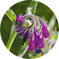 Nahaufnahme einer violetten Blüte mit grünen Blättern vor unscharfem grünem Hintergrund