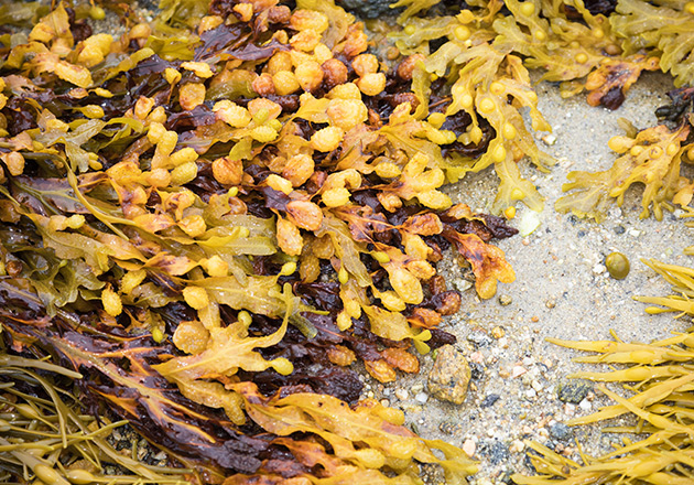 Braune und gelbe Tang-Algen mit Luftblasen auf sandigem Meeresboden an der Küste in der Bretagne