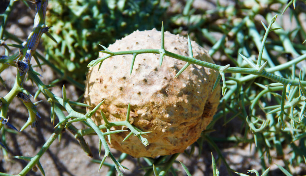 Frucht der Nara-Pflanze mit stacheligen grünen Zweigen in sandiger Umgebung