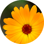 Nahaufnahme einer leuchtend orangefarbenen Ringelblume mit vielen Blütenblättern und braunrotem Blütenzentrum