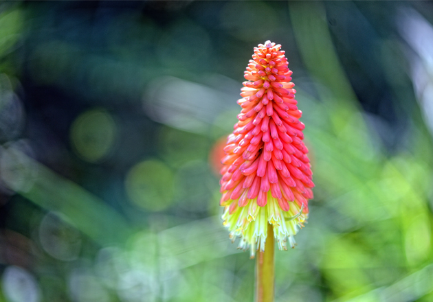 Fackellilie mit rot-gelben Blüten in unscharf grünem Hintergrund bei Tageslicht