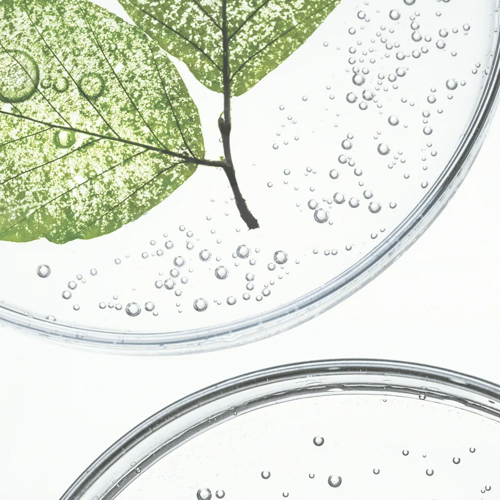 Zwei Petrischalen mit klarem Wasser, in einer schwimmt ein grünes Blatt mit Luftblasen