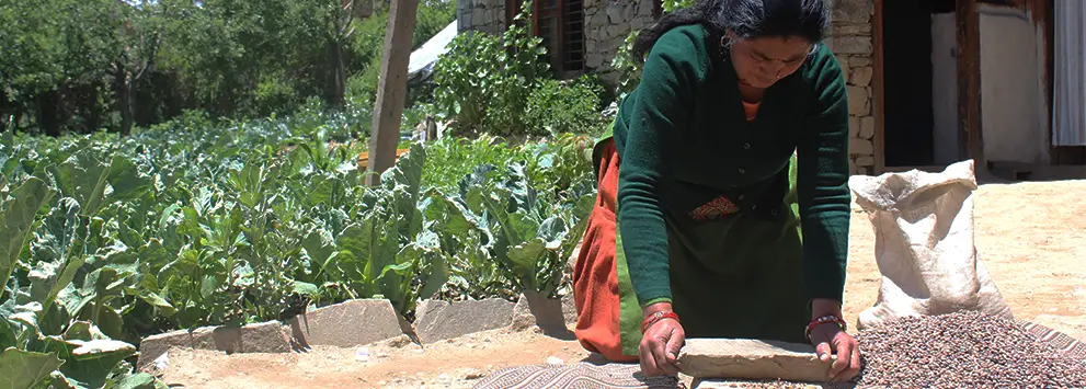 Frau bearbeitet mit Stein Werkzeug auf Boden, neben ihr große Menge an Hülsenfrüchten, Garten mit Pflanzen im Hintergrund