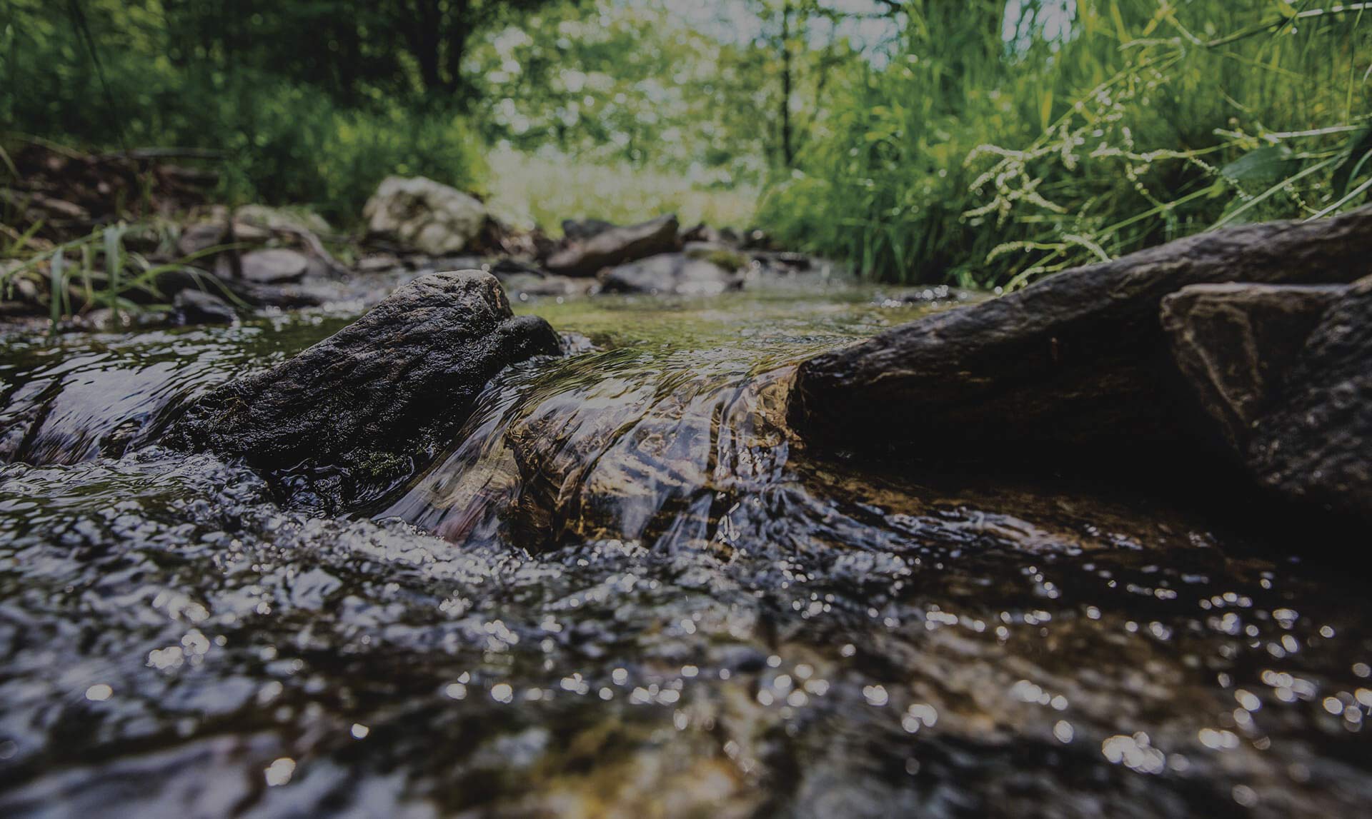 Klares Wasser fließt über Steine in einem flachen Bach, umgeben von grünem Gras und Bäumen