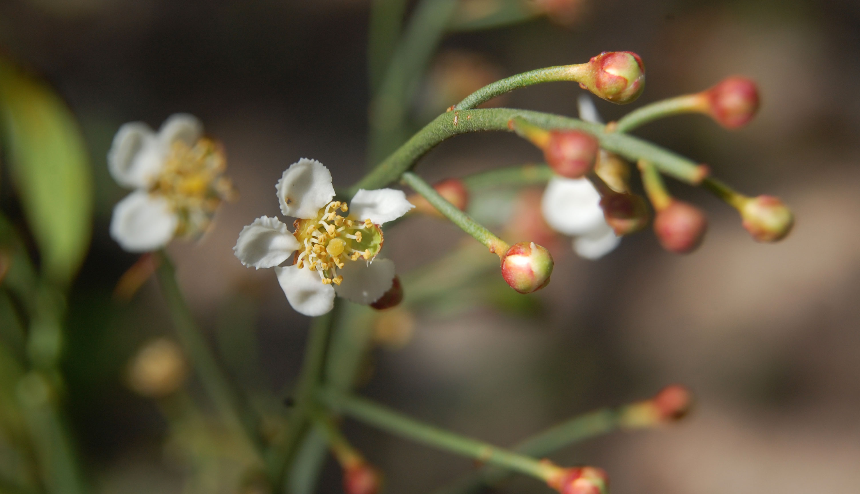 Nahaufnahme von weißen Blüten mit gelben Staubgefäßen und roten Knospen an grünen Stängeln vor unscharfem Hintergrund