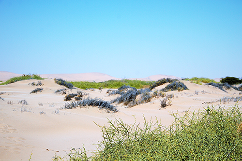 Sanddünen mit vereinzelt grünem und trockenem Buschwerk unter klarem blauem Himmel in der Namib-Wüste
