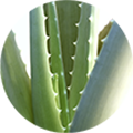 Nahaufnahme von grünen Aloe-Vera-Blättern mit sichtbaren Dornen an den Rändern