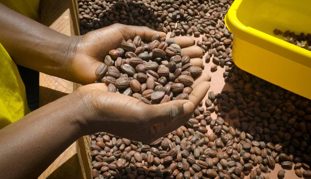 Hände halten getrocknete Jojobasamen über einer Holzfläche mit weiteren Samen und einer gelben Kiste