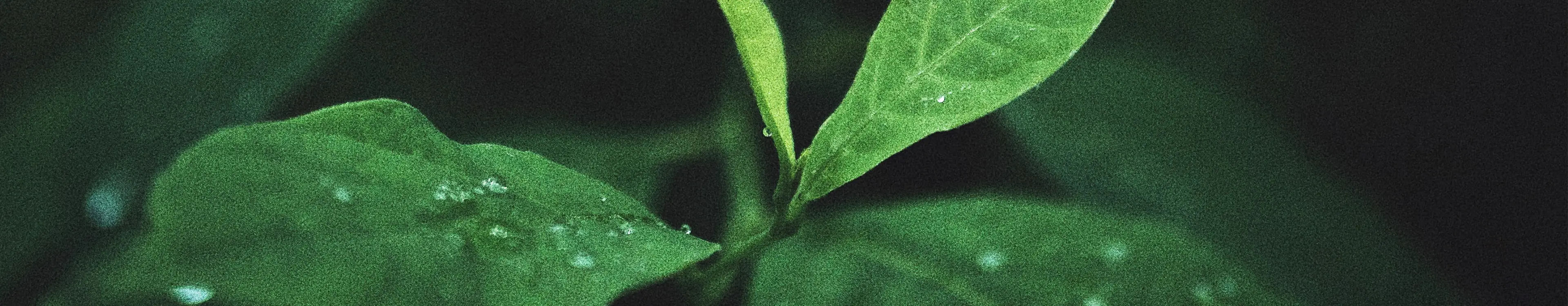 Grüne Blätter mit Wassertropfen vor dunklem, unscharfem Hintergrund, Fokus auf Natur und Nachhaltigkeit
