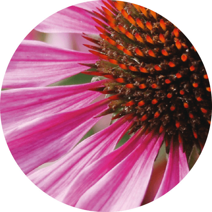 Nahaufnahme einer pinken Blüte mit braun-rotem, stacheligem Blütenzentrum, unscharfer Hintergrund