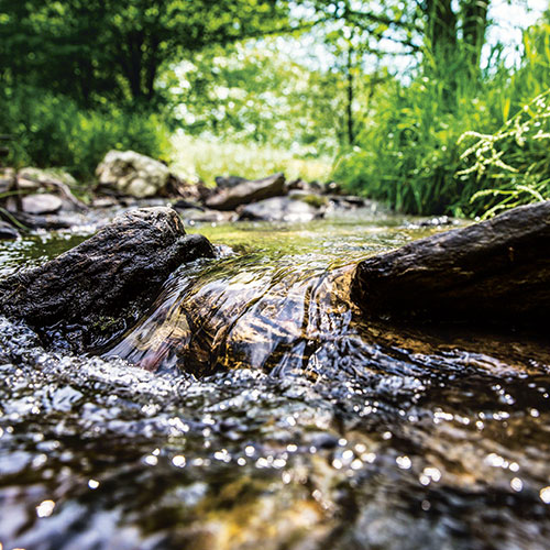 Klares Wasser fließt über Steine in einem kleinen Bach, umgeben von grünem Gras und Bäumen
