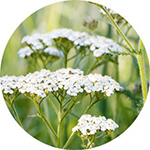 Bio-Schafgarbe mit weißen Blüten auf grünen Stängeln vor unscharfem Naturhintergrund