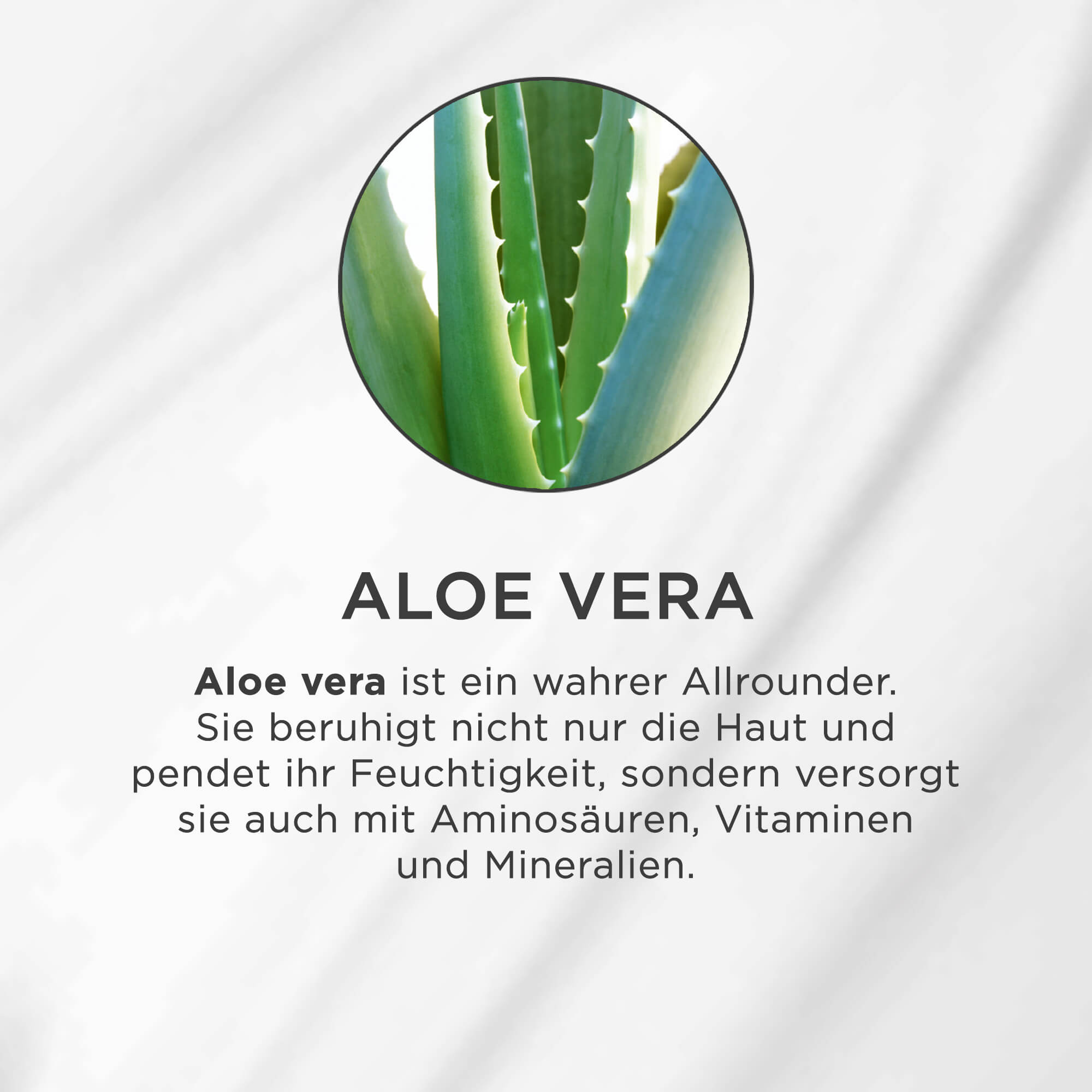 Nahaufnahme von grünen Aloe-Vera-Blättern mit gezackten Rändern in einem runden Rahmen