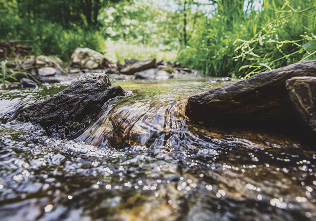 Klares Wasser fließt über Steine und Holzstämme in einem bewachsenen Bachlauf im Wald