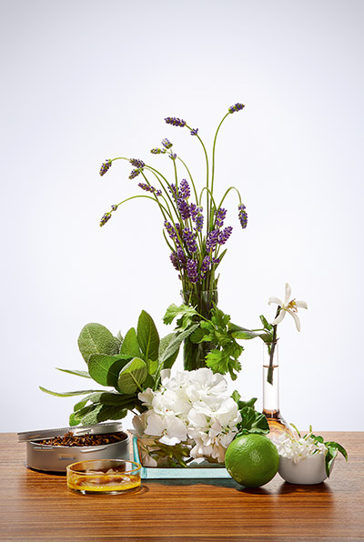 Lavendel, Salbeiblätter, weiße Blüten, Limette und Glasgefäße mit Kräutern auf Holztisch vor weißem Hintergrund