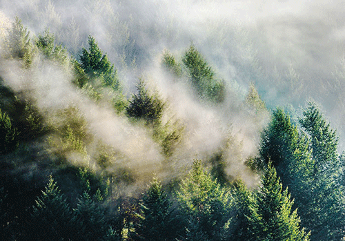 Nebel zieht durch dichte Tannenwälder im Schwarzwald bei diffusem Tageslicht