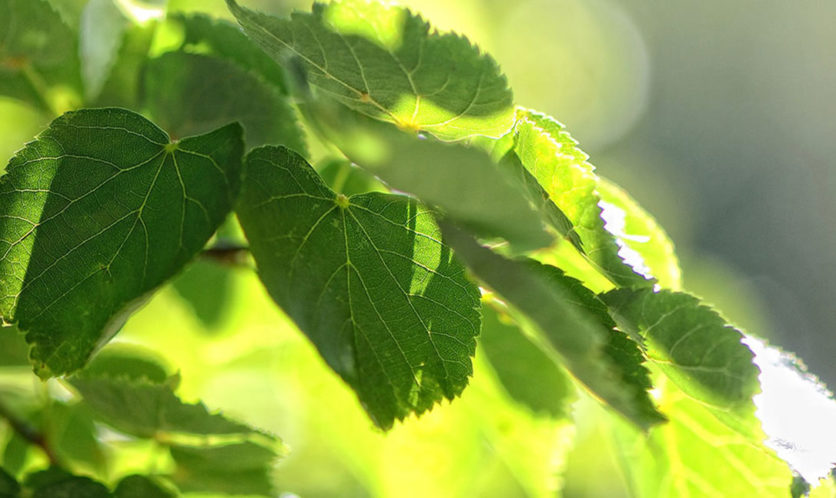 Grüne Blätter im Sonnenlicht mit sichtbaren Blattadern und unscharfem Hintergrund aus weiteren Blättern
