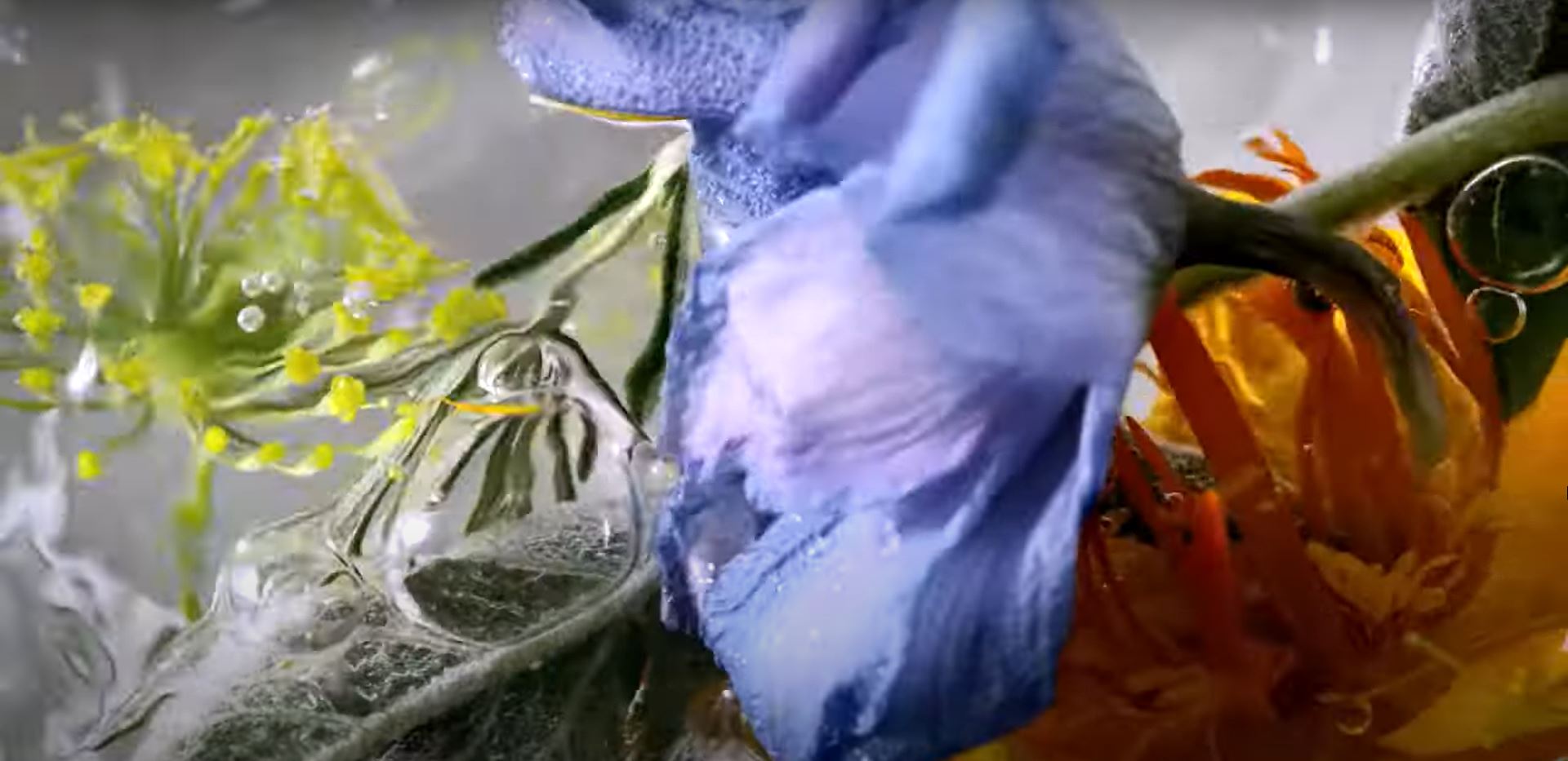 Blaues, gelbes und orangenes Blütenblatt mit Wassertropfen und Blasen auf grauem Hintergrund