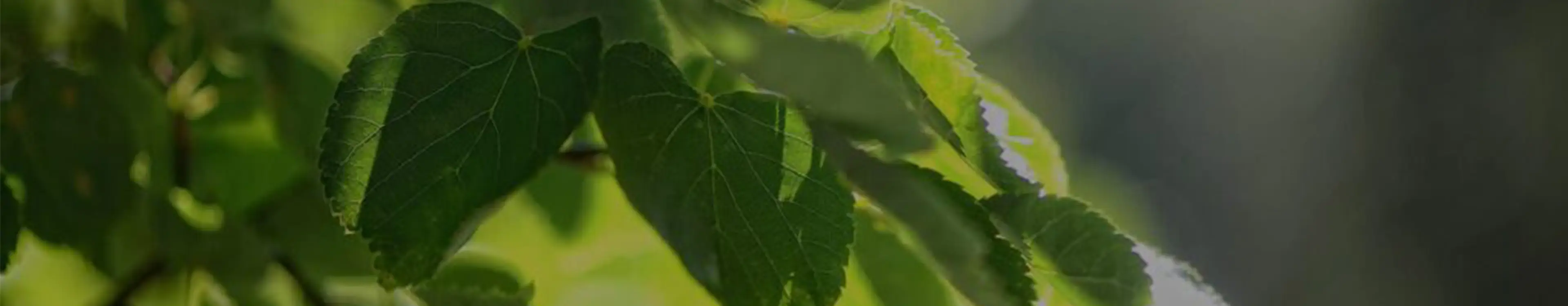 Grüne Blätter im Sonnenlicht mit scharfen und unscharfen Bereichen vor verschwommenem Hintergrund