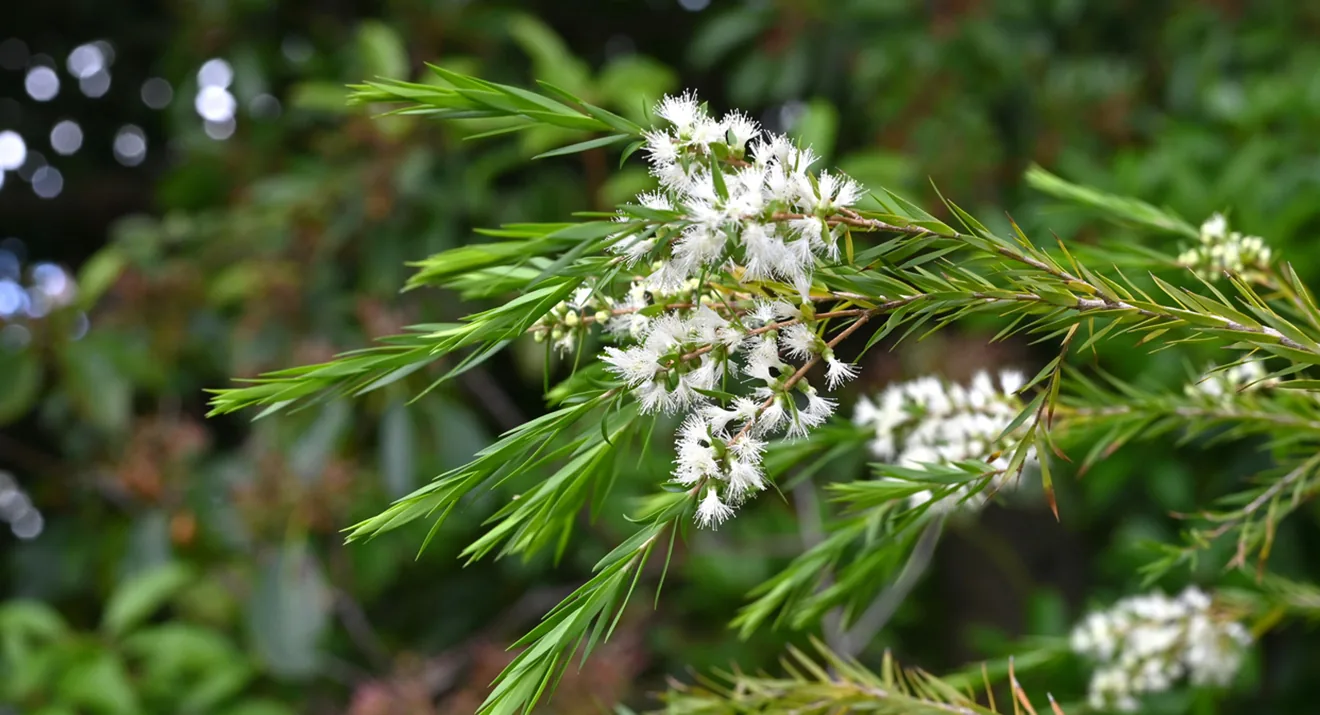 Teebaumzweig mit weißen Blüten – Ursprung des Teebaumöls und seiner Wirkung auf die Haut