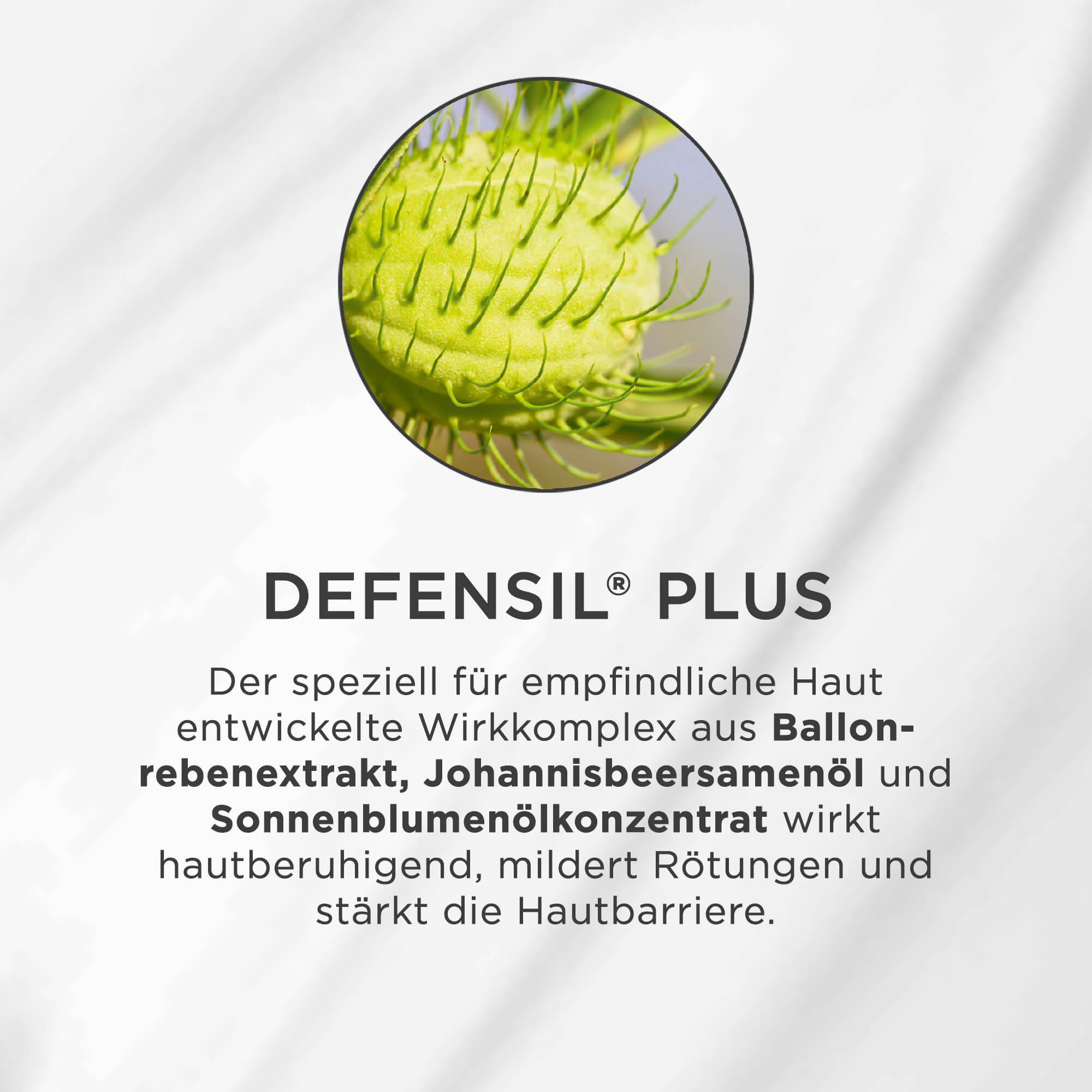 Nahaufnahme eines grünen Ballonrebenfruchtknotens mit feinen Haaren auf weißem Hintergrund