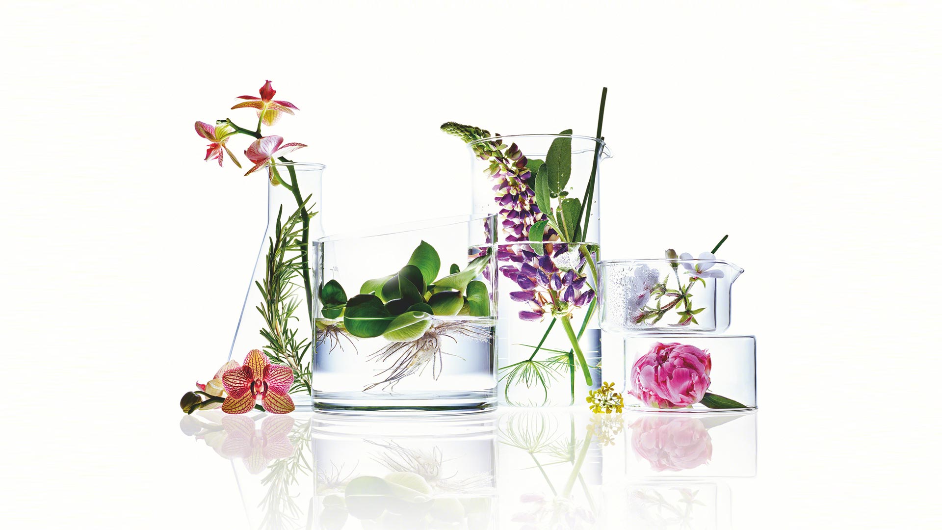 Mehrere Glasgefäße mit Wasser, gefüllt mit verschiedenen frischen Blumen und Pflanzenteilen auf weißem Hintergrund