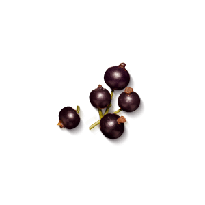 Schwarze Johannisbeeren mit Stiel auf transparentem Hintergrund, Nahaufnahme der Früchte