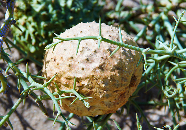 Kugelförmige, stachelige Frucht einer Wüstenpflanze umgeben von grünen, dornigen Zweigen auf sandigem Boden