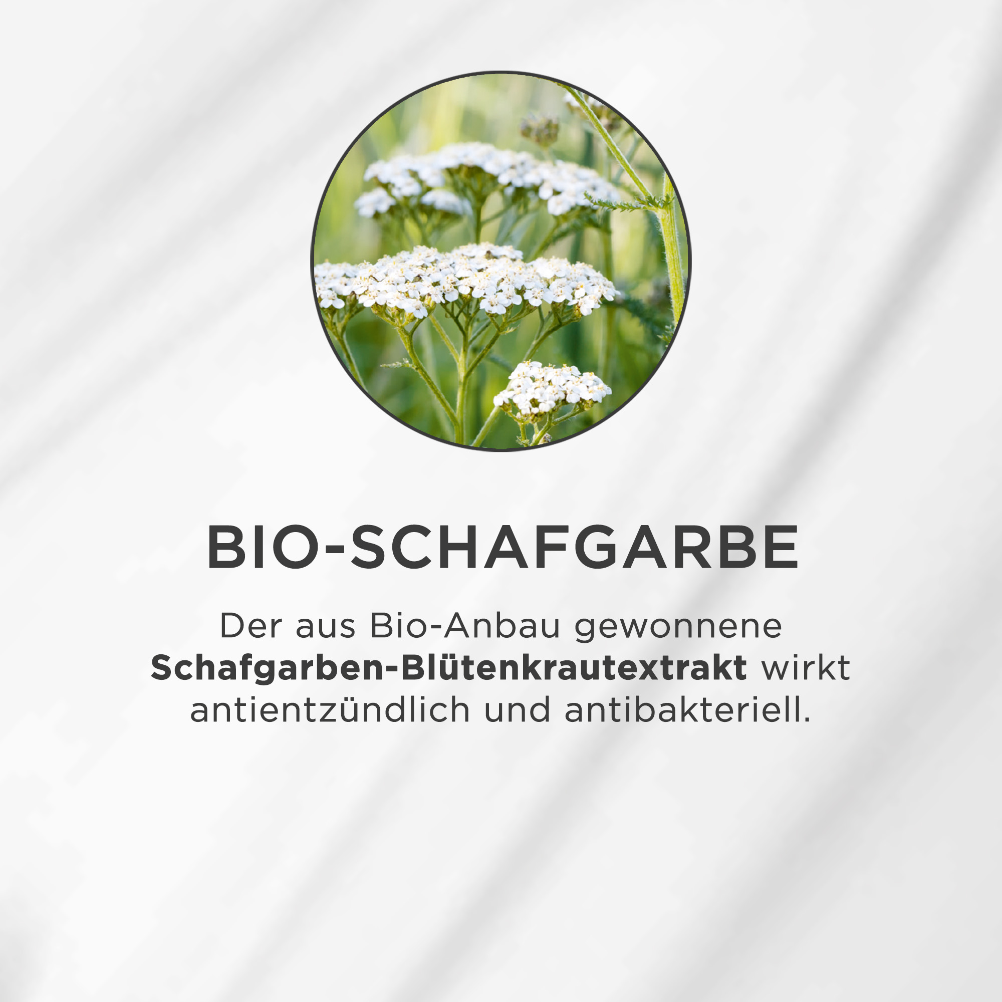 Weiße Schafgarbenblüten mit grünen Stängeln vor unscharfem grünem Hintergrund in rundem Bildausschnitt