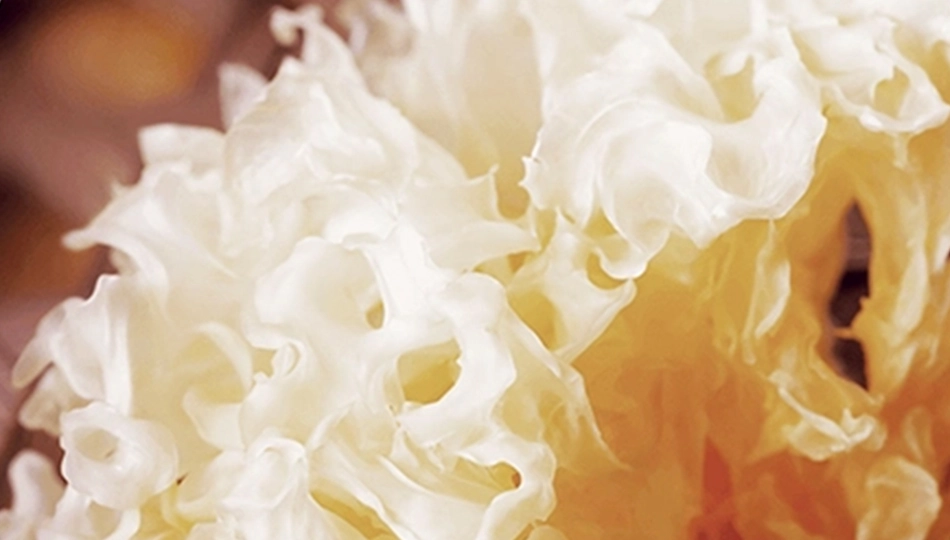 Chinesischer Zitterpilz – natürliche Quelle für Hyaluronsäure Nahaufnahme des chinesischen Zitterpilzes, natürlicher pflanzlicher Lieferant von Hyaluronsäure