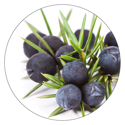 Nahaufnahme von dunkelblauen Wacholderbeeren mit grünen, nadelartigen Blättern auf weißem Hintergrund