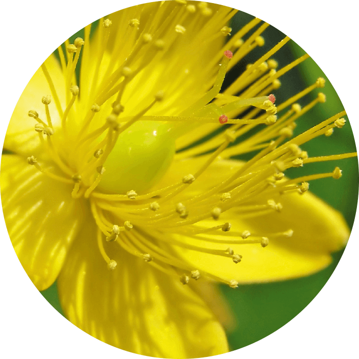 Nahaufnahme einer gelben Blüte mit zahlreichen langen Staubgefäßen und grüner Mitte vor unscharfem Hintergrund