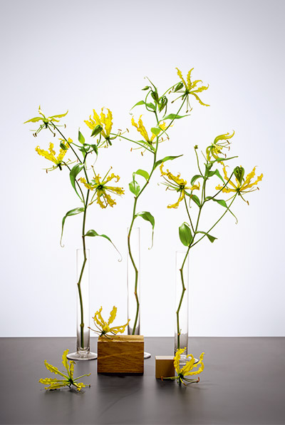 Drei hohe Glasvasen mit gelben Gloriosa-Blüten und grünen Blättern auf grauer Oberfläche vor weißem Hintergrund