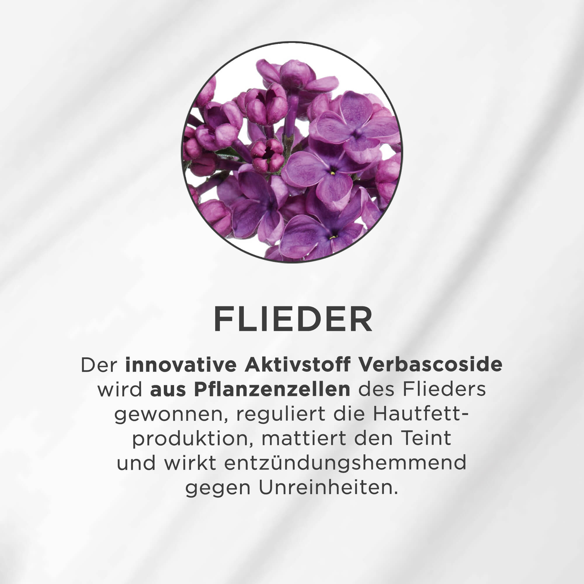 Nahaufnahme von violetten Fliederblüten in einem Kreis auf weißem Hintergrund mit Text darunter.