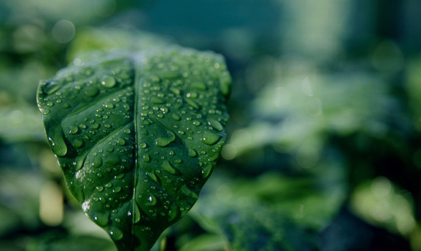 Grünes Blatt mit Wassertropfen in Nahaufnahme vor unscharfem, grünem Hintergrund