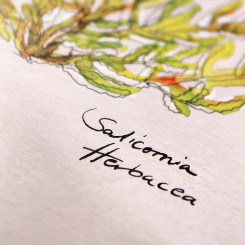 Handgezeichnete Illustration der Pflanze Salicornia Herbacea mit grün-gelben Zweigen auf weißem Papier