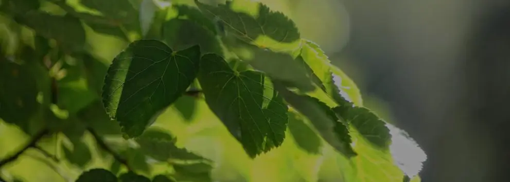Grüne Blätter an Zweigen mit Sonnenlicht und unscharfem Hintergrund in natürlicher Umgebung