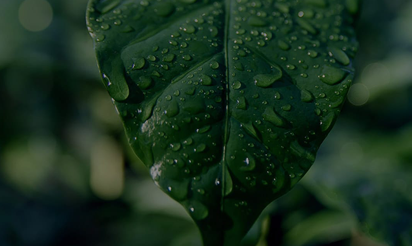 Grünes Blatt mit Wassertropfen in Nahaufnahme vor unscharfem Hintergrund aus weiteren Blättern