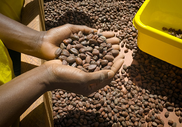 Zwei Hände halten getrocknete Jojobasamen, weitere Samen liegen auf einer flachen Oberfläche neben einem gelben Behälter