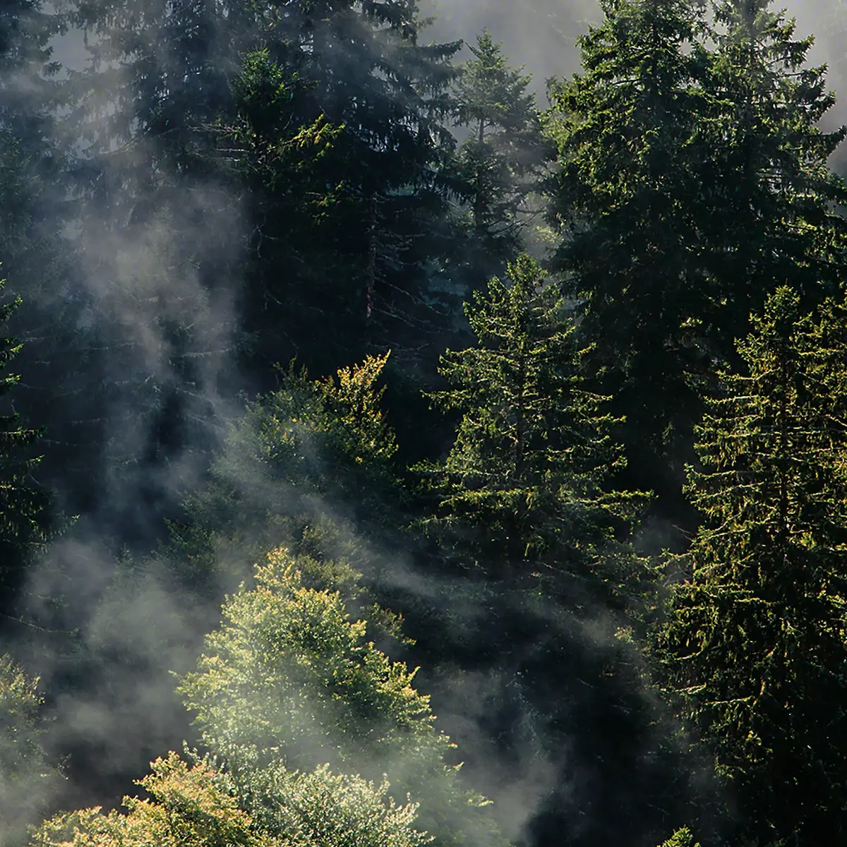 BLACK (FOREST) WEEKS