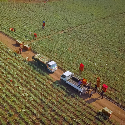Landwirtschaftliche Ernte mit mehreren Arbeitern, zwei kleinen Lastwagen und roten Erntekörben auf einem Feld