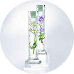 Zwei transparente Zylinder mit grünen Pflanzen und violetten Blüten vor hellem Hintergrund