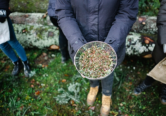 Person hält eine Schale mit frisch gesammelten Tannenknospen im Wald, weitere Personen im Hintergrund sichtbar